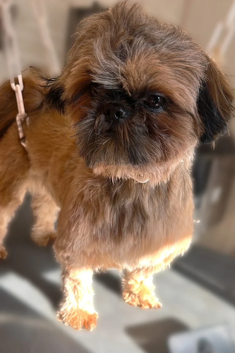 chien après coupe douche séchage et brushing DoggyCool Saint-Maximin-la-Sainte-Baume