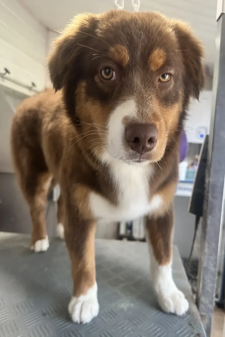 berger australien toilettage DoggyCool Saint-Maximin-la-Sainte-Baume