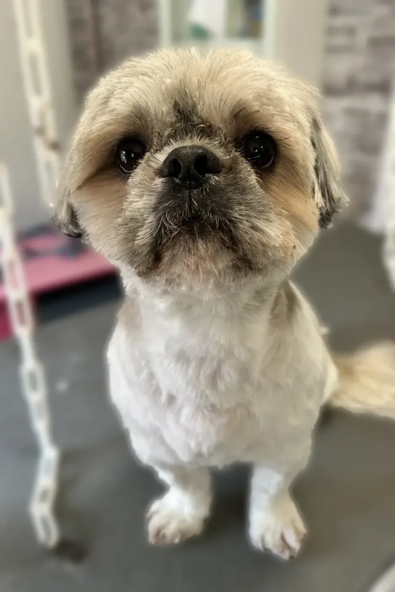 chien shih tzu après coupe - DoggyCool Saint-Maximin-la-Sainte-Baume