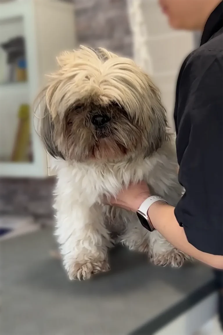 chien avant soin - -DoggyCool Saint-Maximin-la-Sainte-Baume