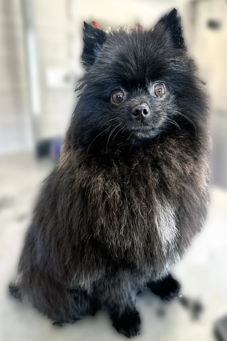 chien noir toiletté