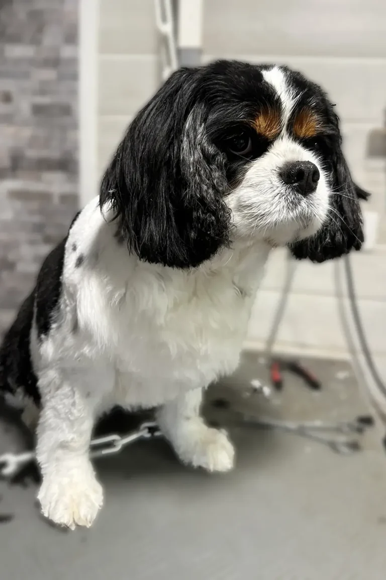 cavalier king charles toilettés chez DoggyCool