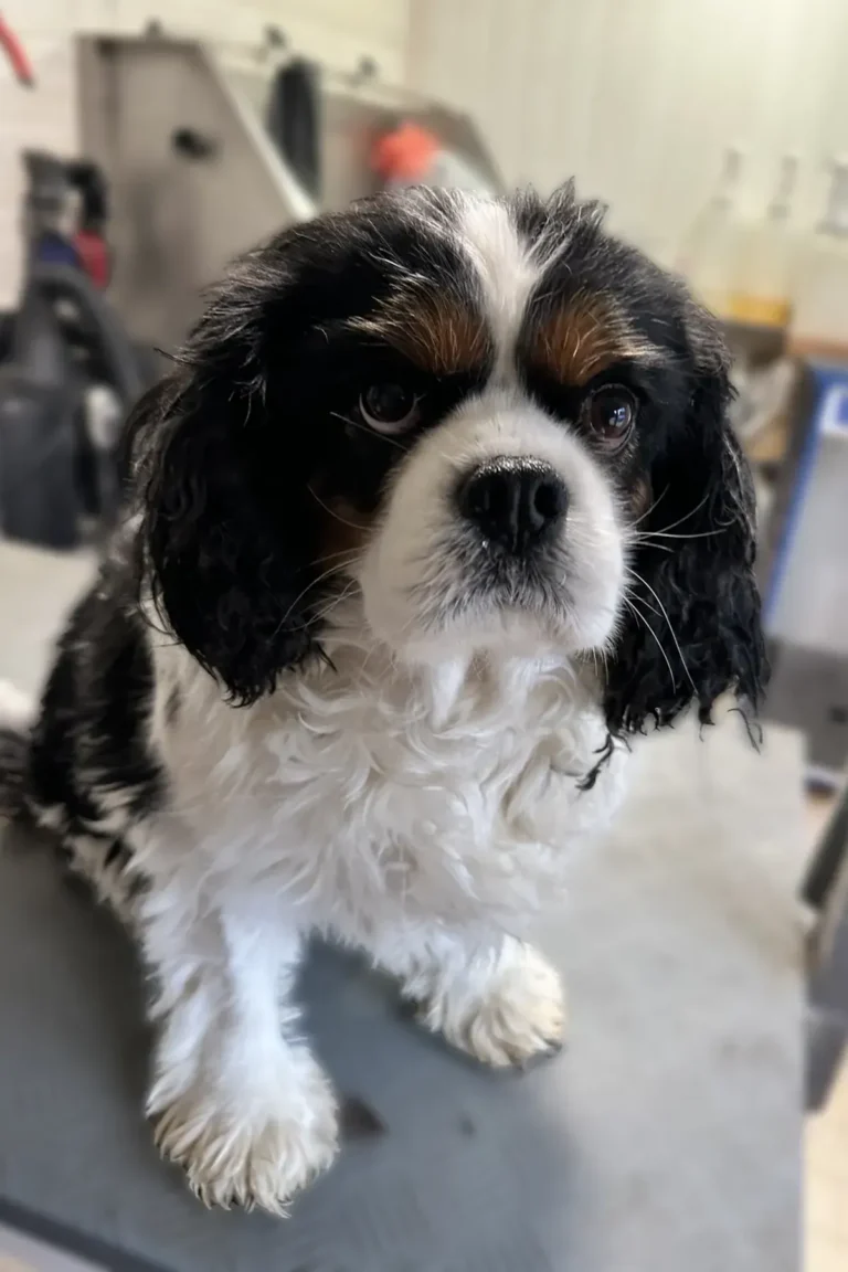 chien cavalier king charles avant soin et bain chez DoggyCool Saint-Maximin-la-Sainte-Baume