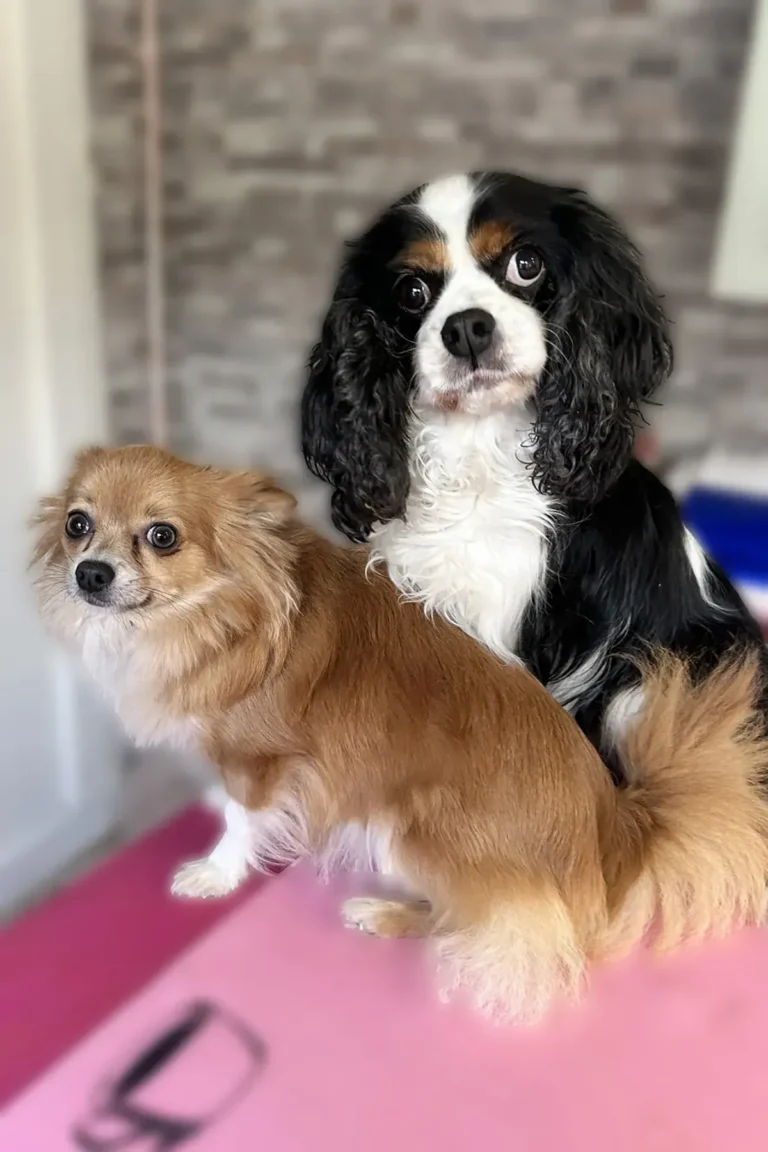 au salon DoggyCool Saint-Maximin-la-Sainte-Baume, deux chiens attendent leurs soins