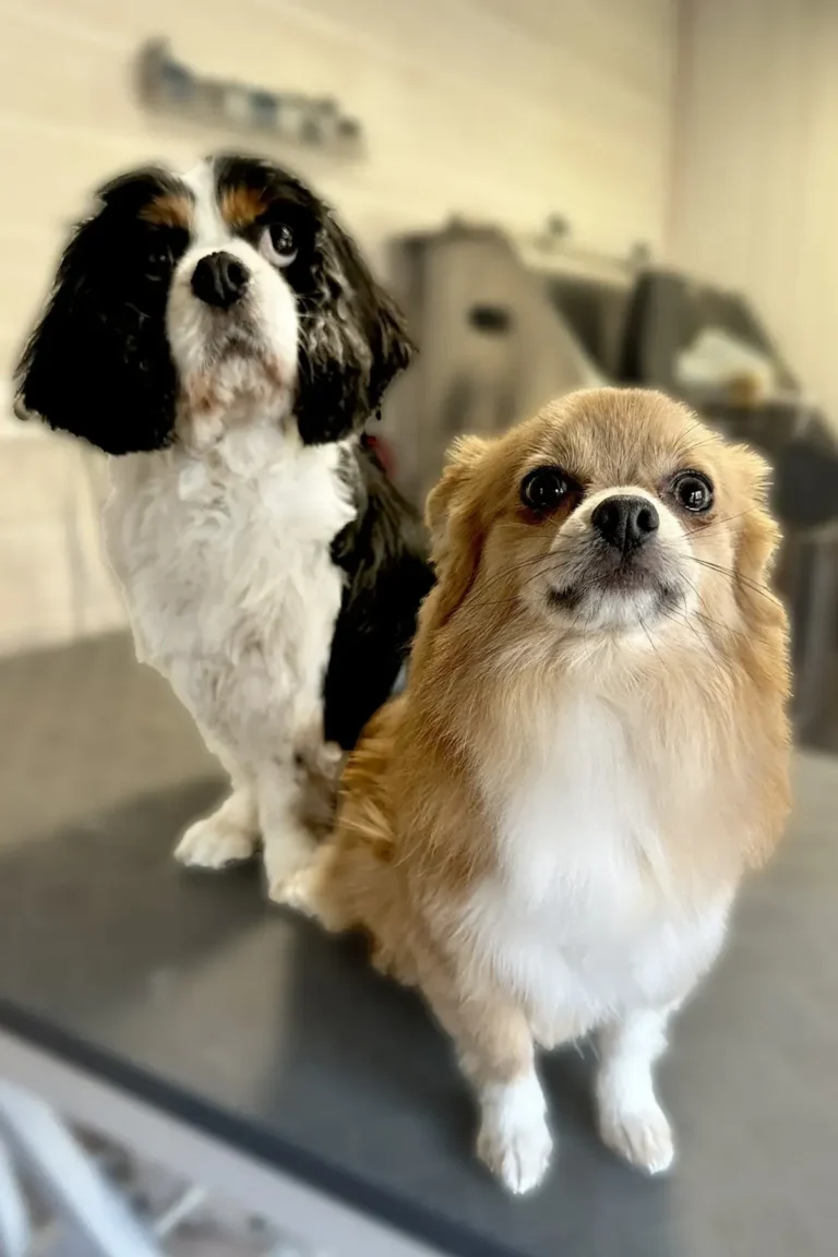 2 chiens après leur bain et la coupe, rafraichissement. au salon DoggyCool