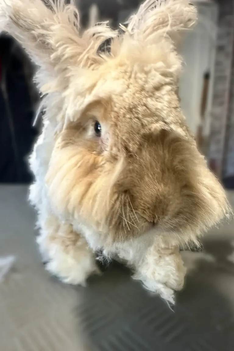 Lapin avant DoggyCool Saint-Maximin-la-Sainte-Baume