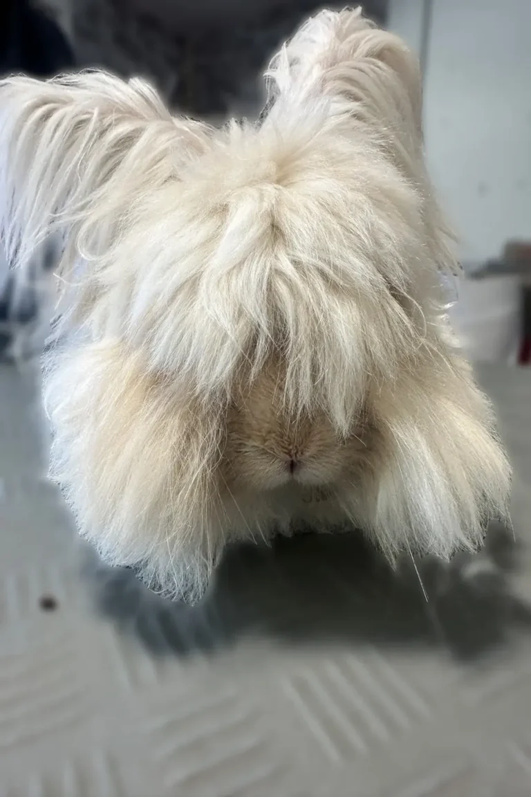 lapin avant toilettage - DoggyCool Saint-Maximin-la-Sainte-Baume
