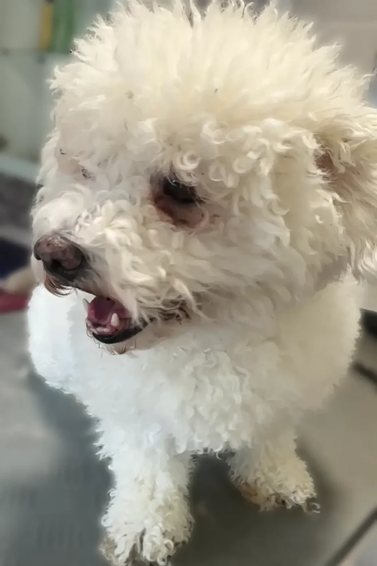 Nala Avant