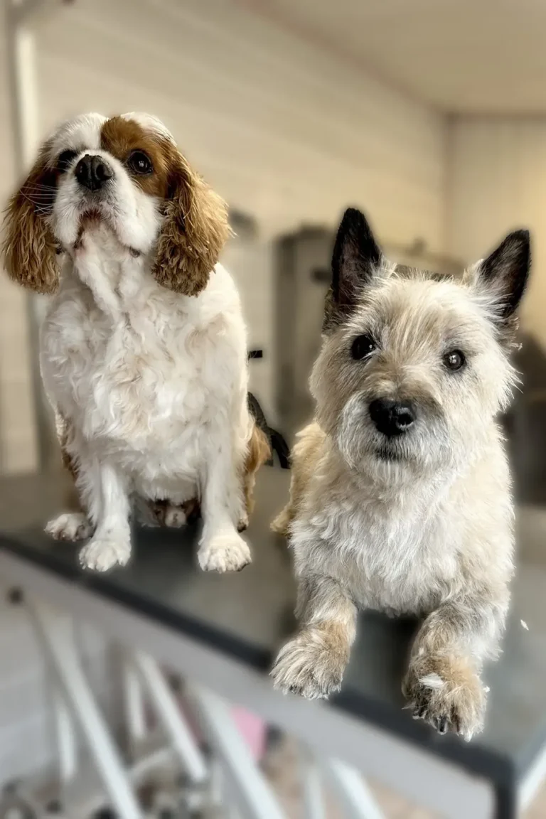 cavalier king charles après soin DoggyCool Saint-Maximin