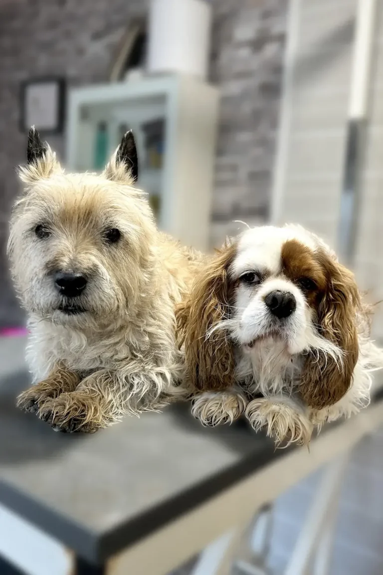 chien cavalier king Charles avant bain et coupe DoggyCool Saint-Maximin-la-Sainte-Baume