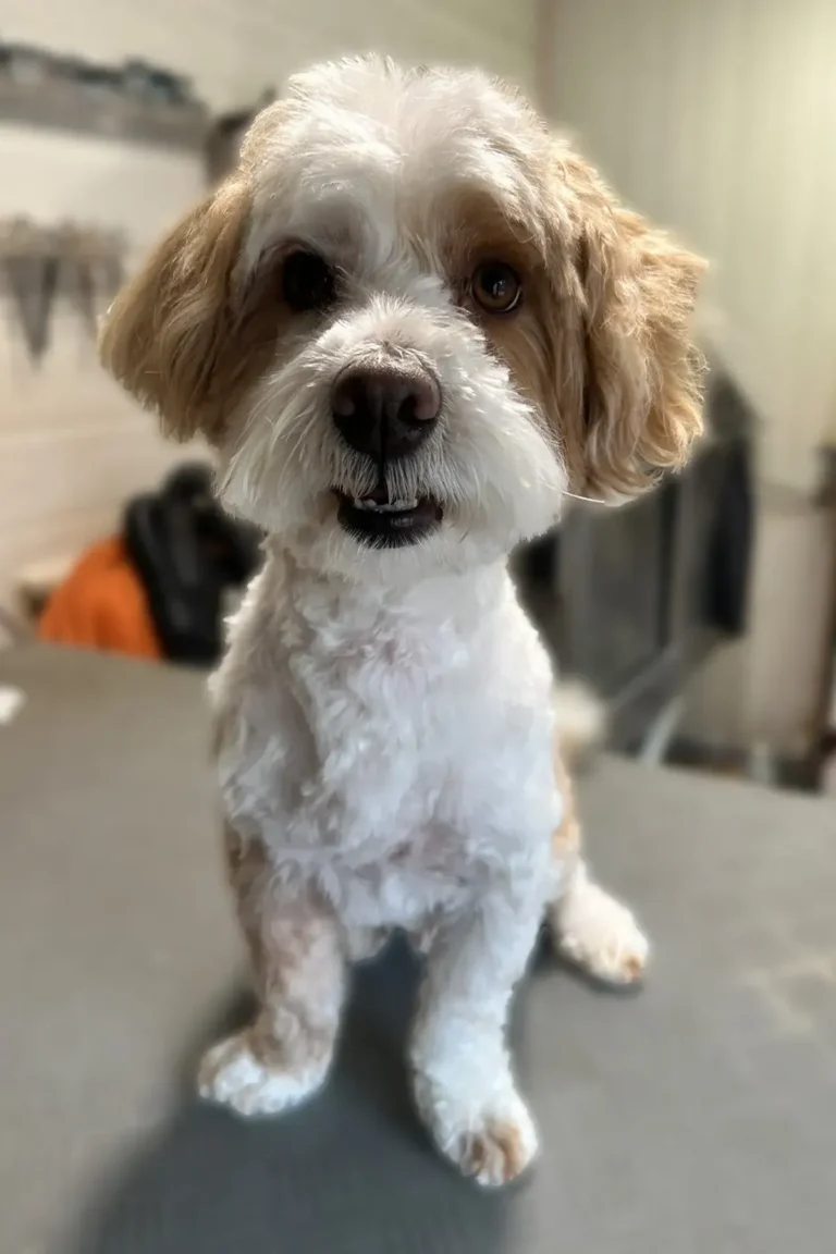 Basset griffon après toilettage, coupe shampooing, brushing coupe - DoggyCool Saint-Maximin-la-Sainte-Baume