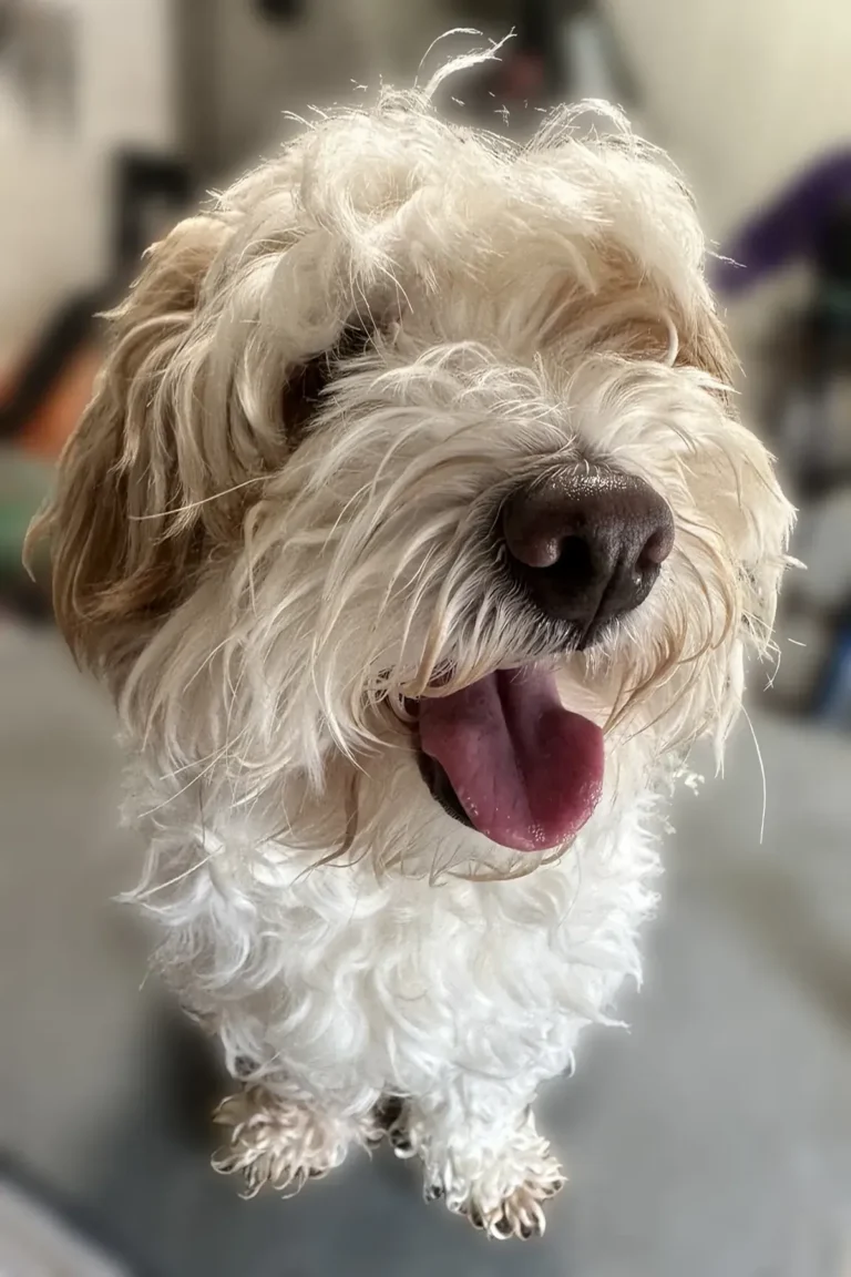 basset griffon Avant coupe et soin
