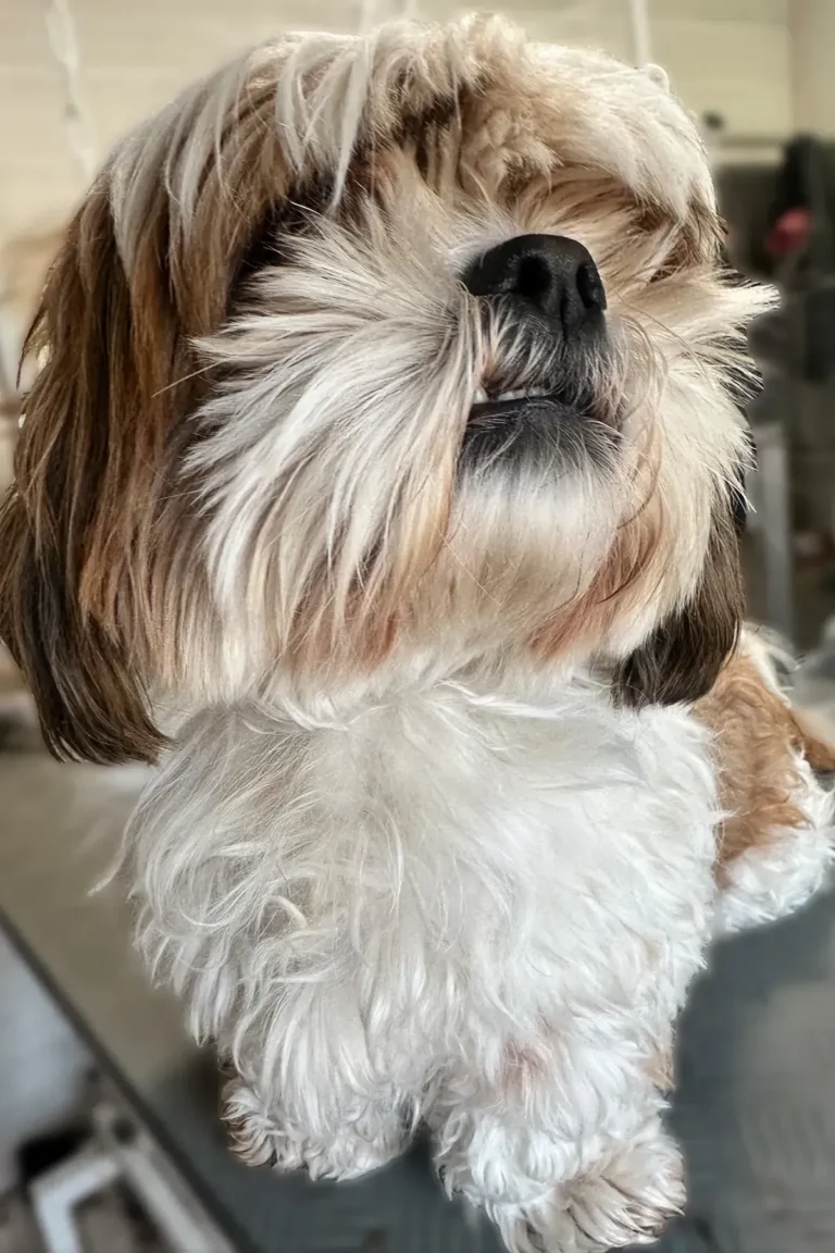 chien shih tzu avant toilettage - DoggyCool Saint-Maximin-la-Sainte-Baume