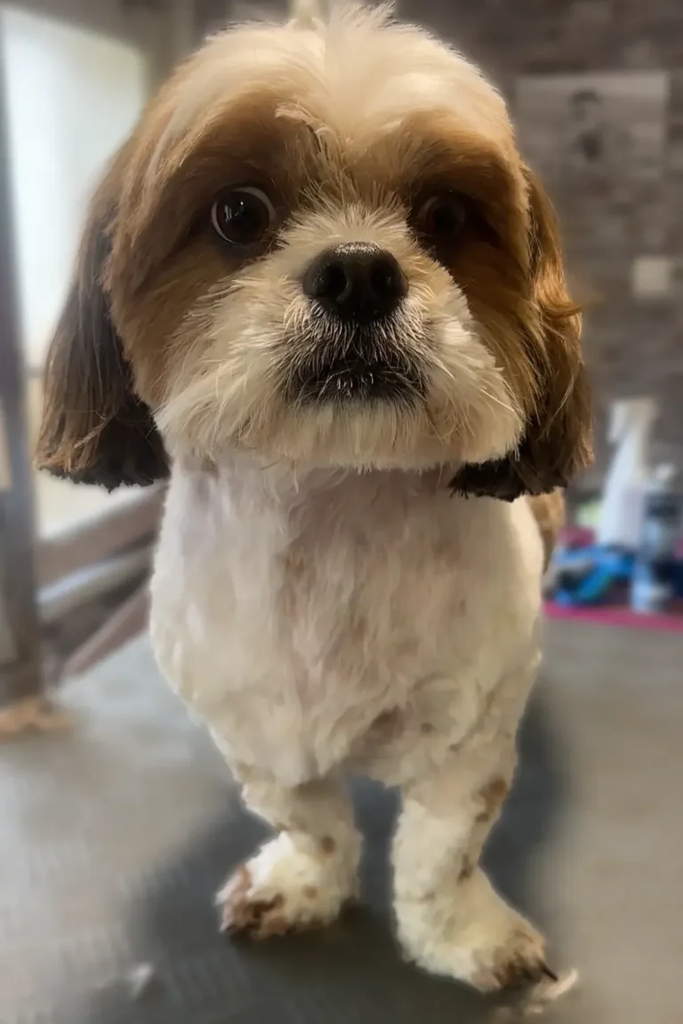 chien shih tzu après coupe et soin DoggyCool Saint-Maximin-la-Sainte-Baume
