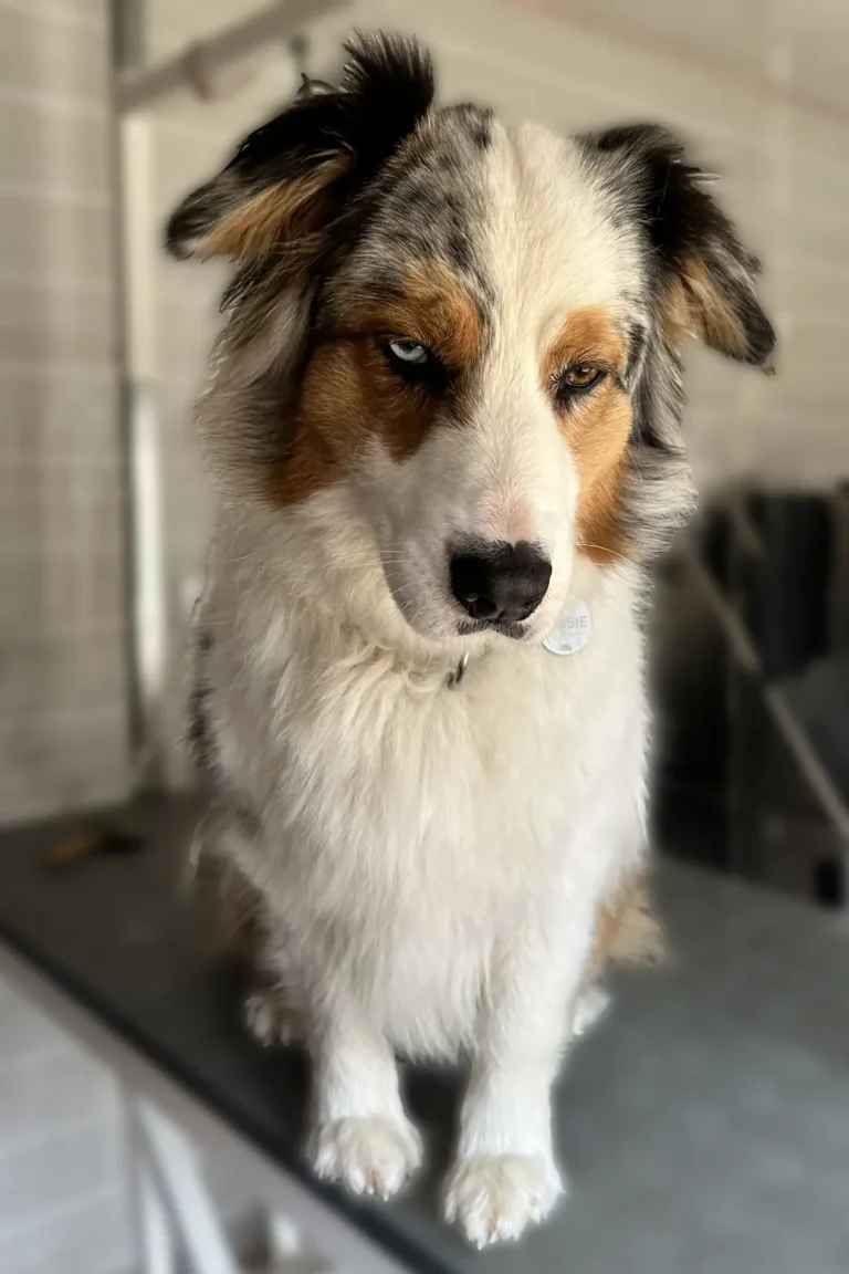 chien avant toilettage DoggyCool Saint-Maximin-la-Sainte-Baume