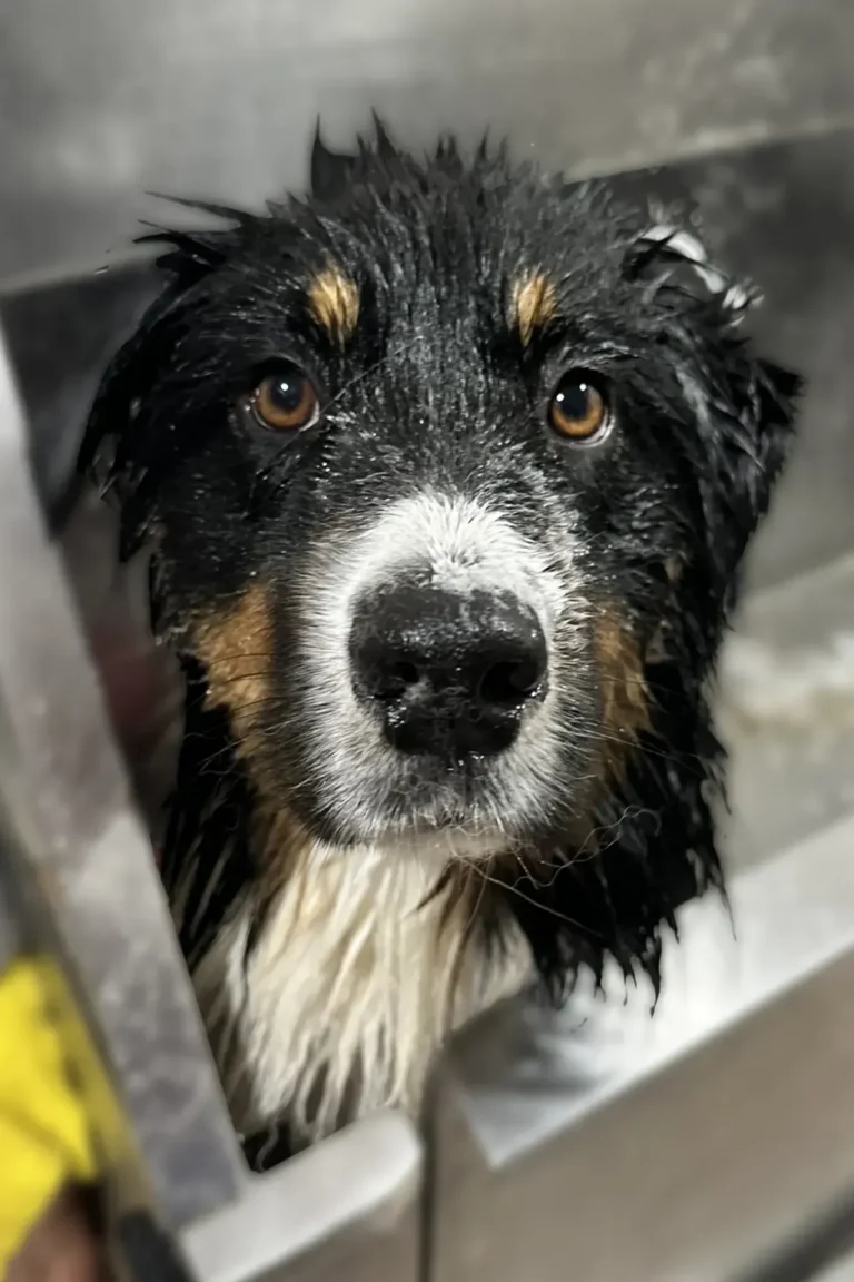 border collie pendant le bain et shampooing