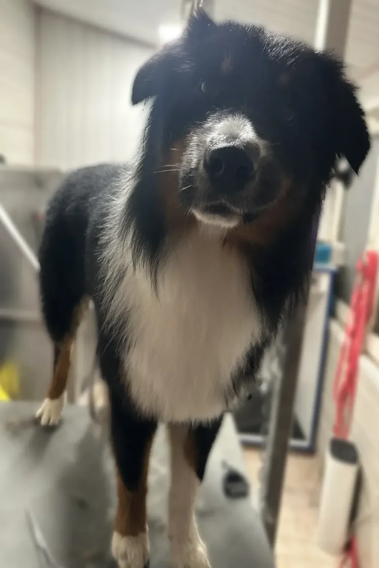chien 0 apres