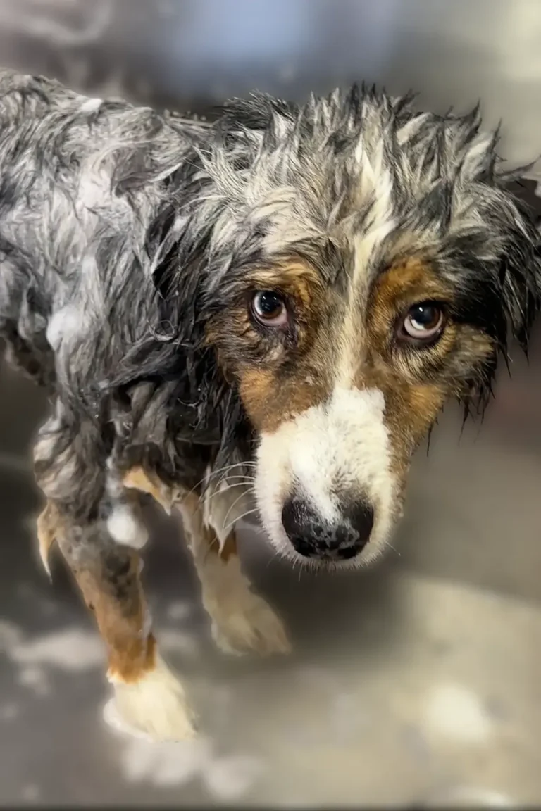 Border Collie shampooing douche