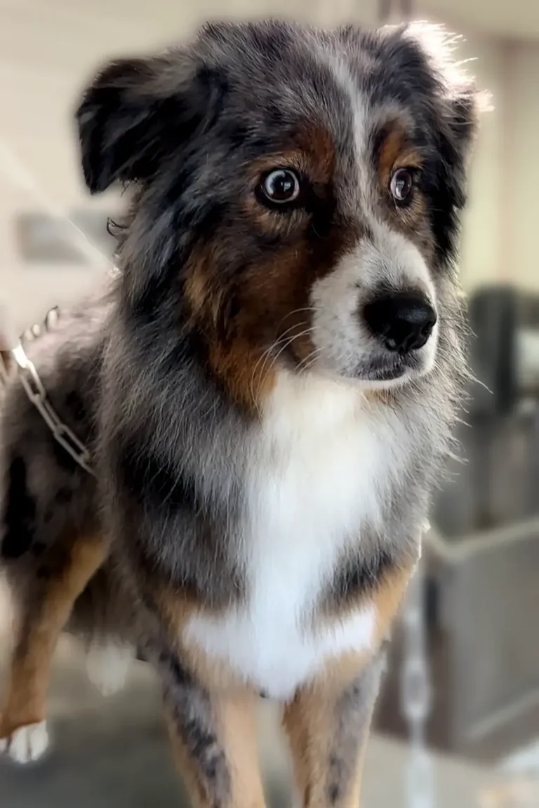 dog2