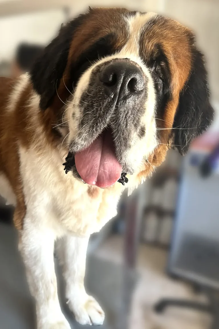 saint bernard toiletté au salon DoggyCool - poil propre et sans odeur après bain naturel