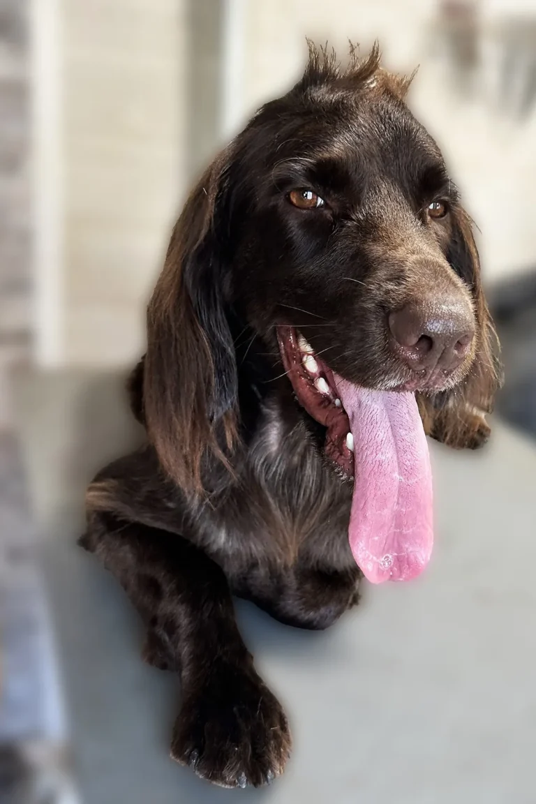 Chien toiletté - coupe et oreilles soignées - salon DoggyCool