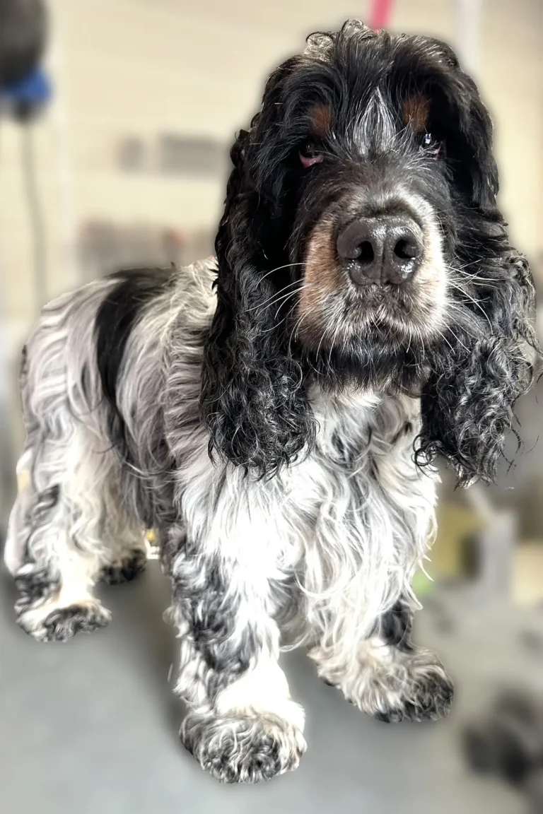 chien cocker après brossage coupe et soin