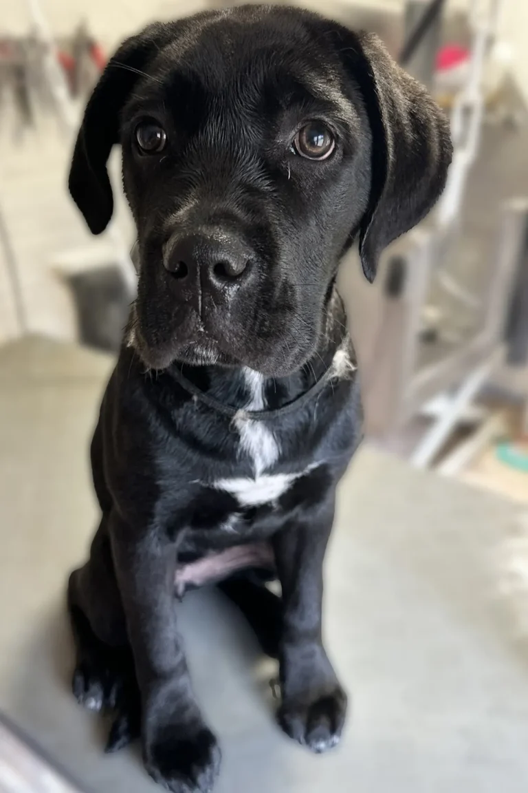 chiot noir pose après toilettage