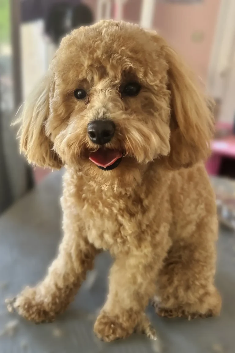 chien toiletté au salon DoggyCool poil propre et soigné