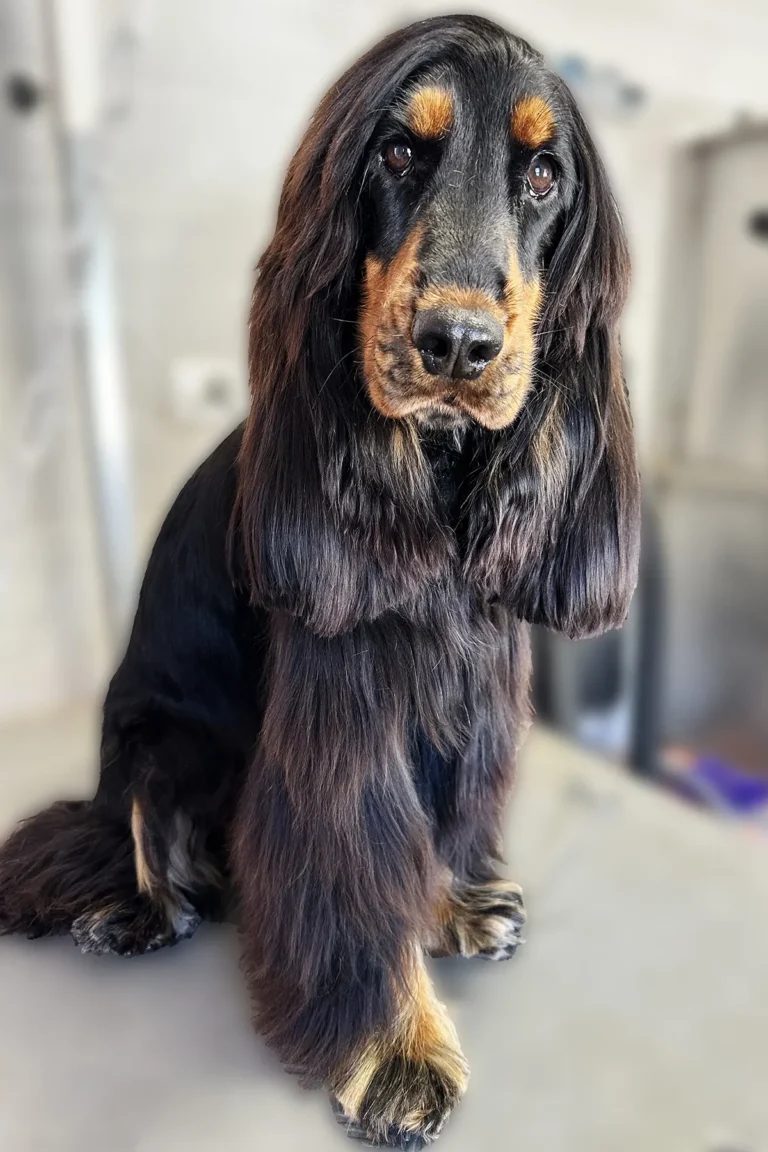 chien à poil long après bain et brushing - poil brillant et démêlé - DoggyCool