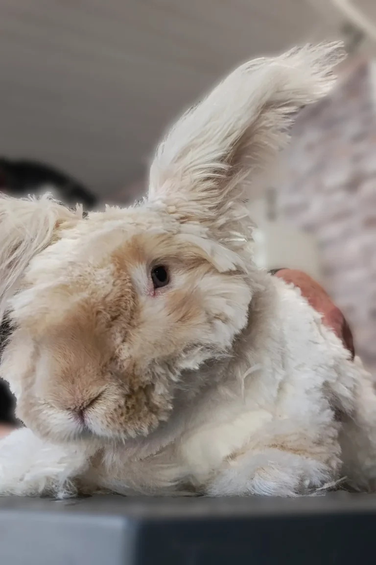 Lapin après tonte DoggyCool Saint-Maximin-la-Sainte-Baume