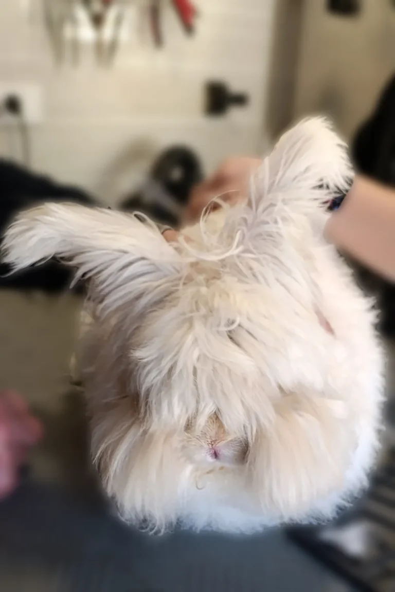 lapin avant coupe - DoggyCool Saint-Maximin-la-Sainte-Baume