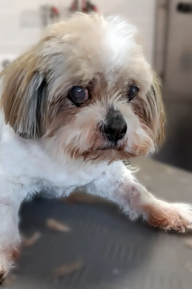 chien shih Tzu après coupe shampooing brushing - DoggyCool Saint-Maximin-la-Sainte-Baume