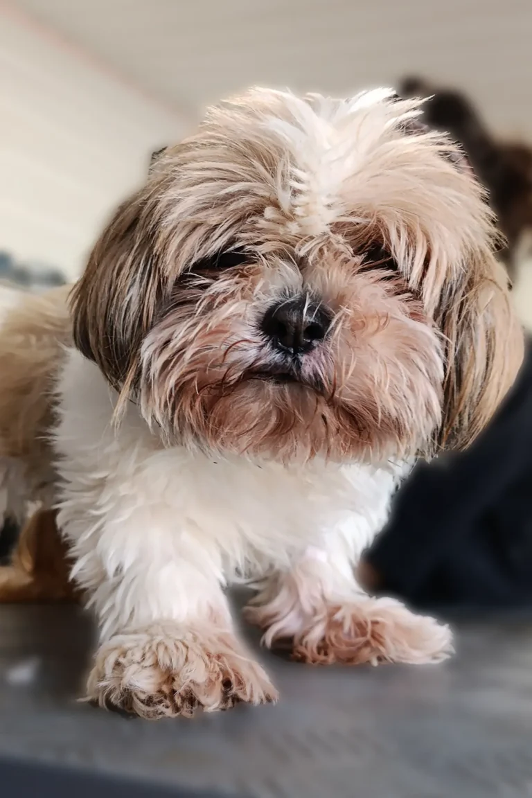Chien SHIH TZU avant toilettage - DoggyCool Saint-Maximin-la-Sainte-Baume