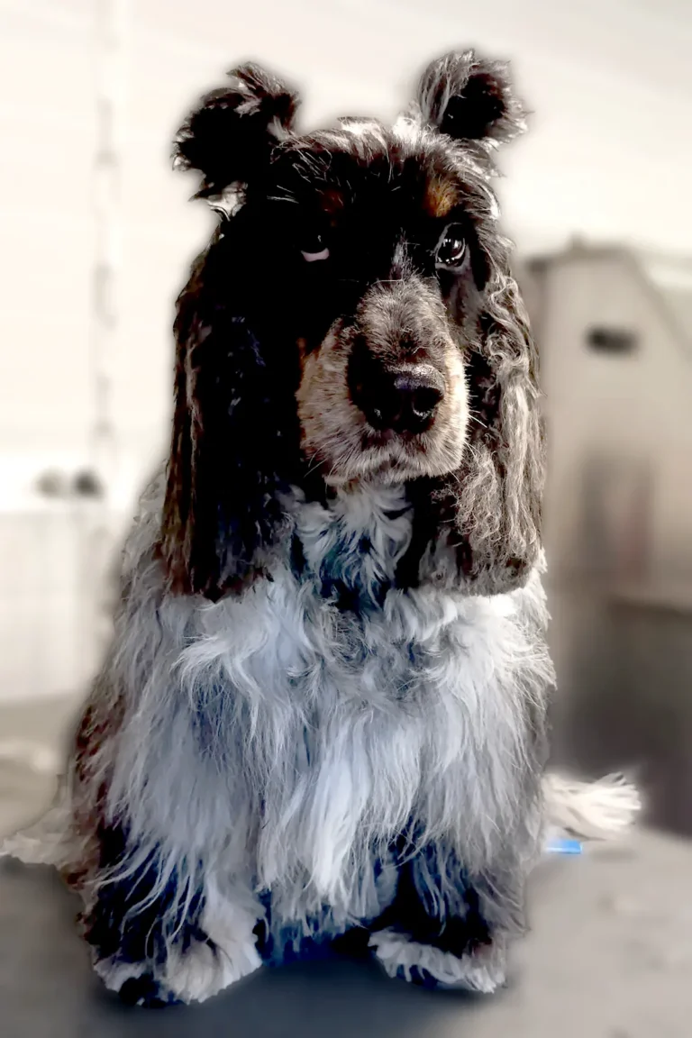 Cocker spaniel Anglais après coupe douche brushing - DoggyCool Saint-Maximin-la-Sainte-Baume