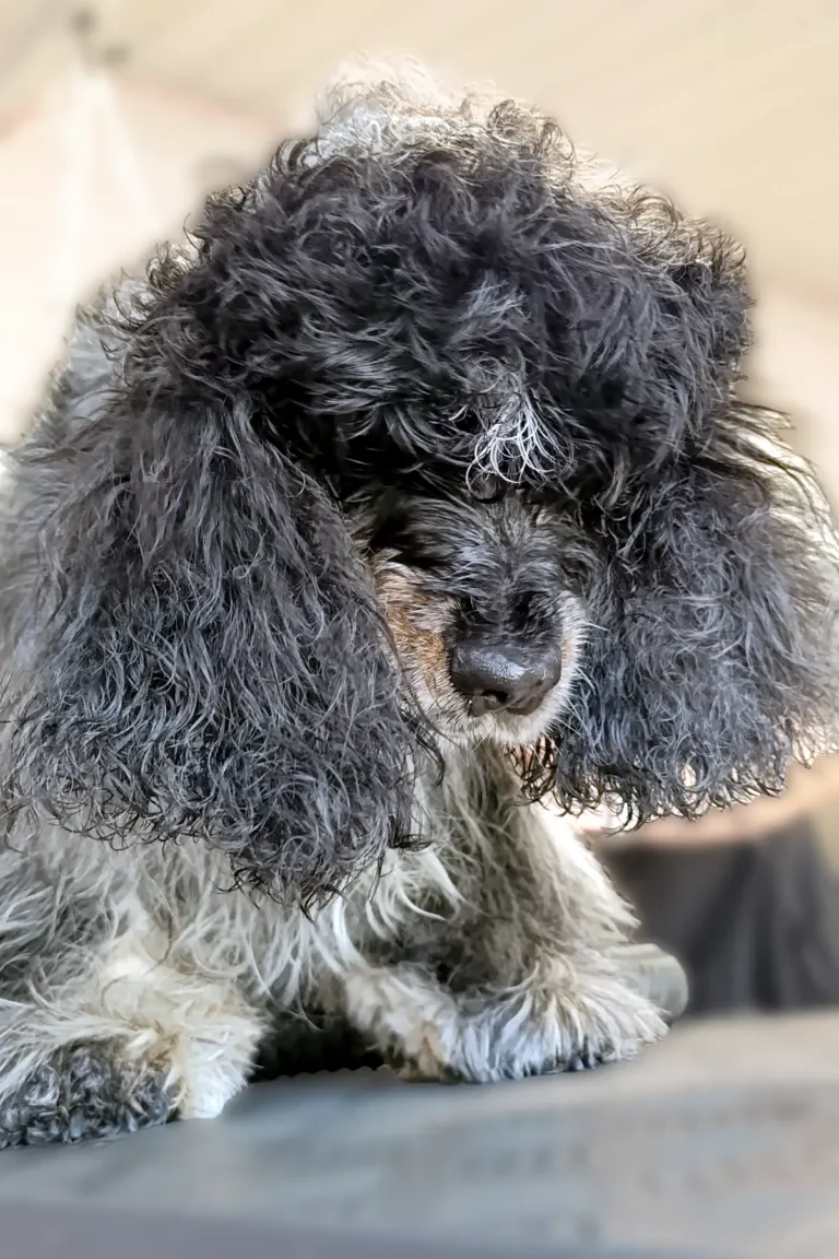 chien