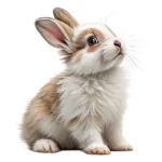 lapin tranquille