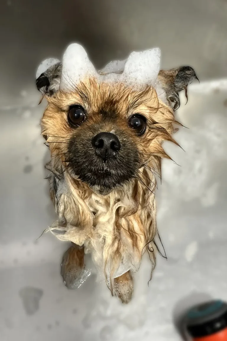 chien avec mousse sous la douche
