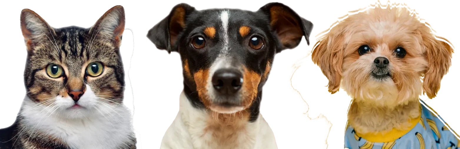 chat, chien, presentation