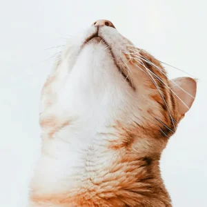 chat qui regarde en l'air