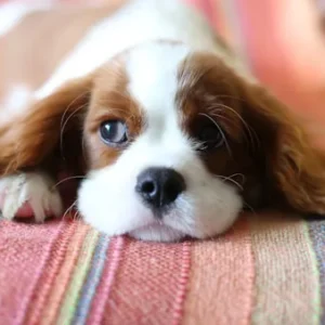 un chien mignon qui se repose