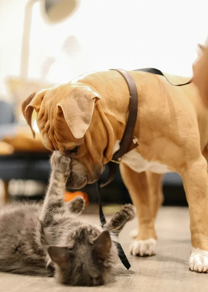 chien joue avec chat