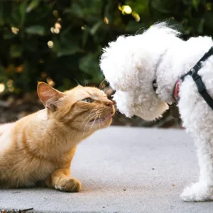 un chat embrasse un chien